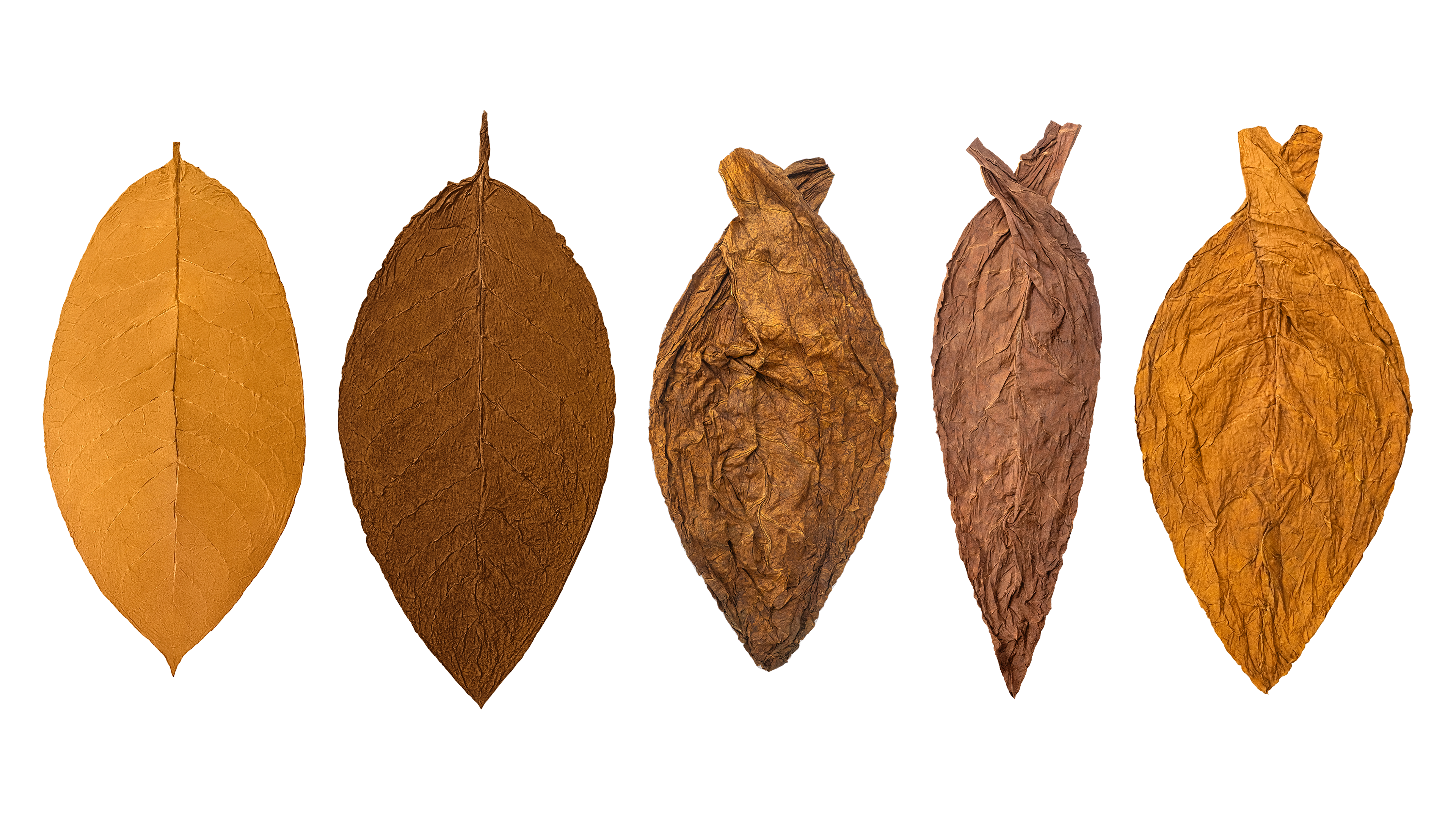 Five different tobacco leaves